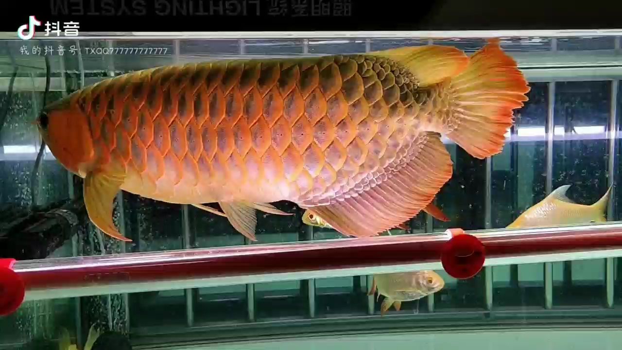 葫芦岛水族馆1234567肥婆跳舞得第一