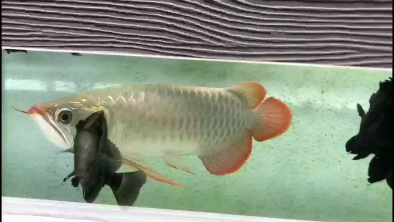 白银水族馆白缸玩红龙