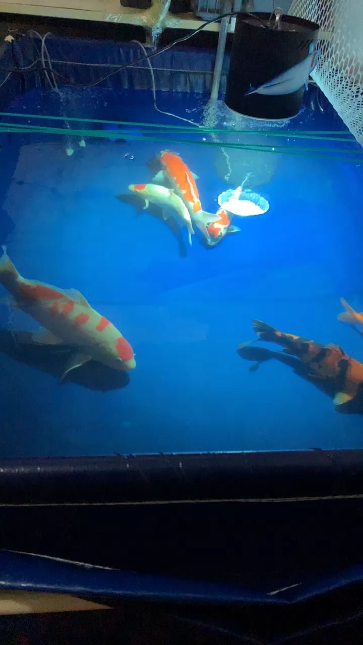 莱芜水族馆和缸结束杀虫结束杀菌结束