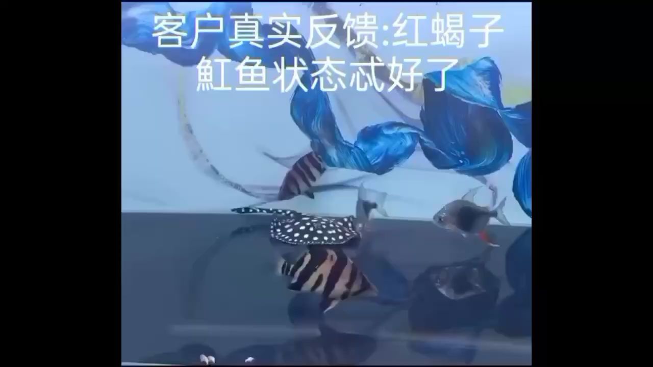 魟鱼反馈凶猛如蝎️