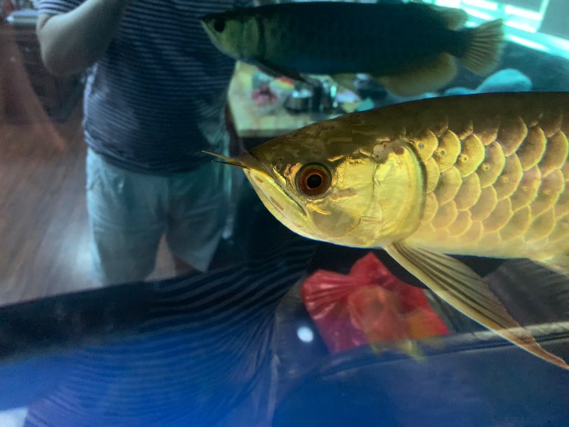 龙鱼头烂了 广州水族批发市场 第5张