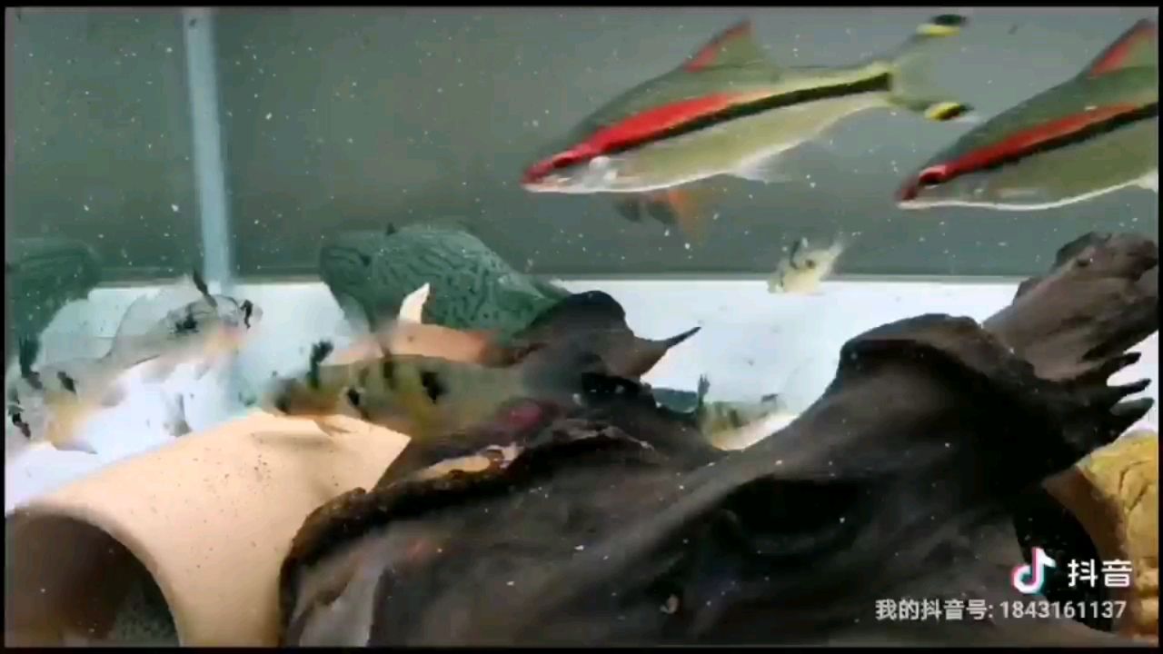 金华水族馆什么鱼？