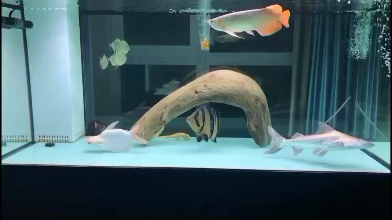 随州水族馆深夜赏鱼