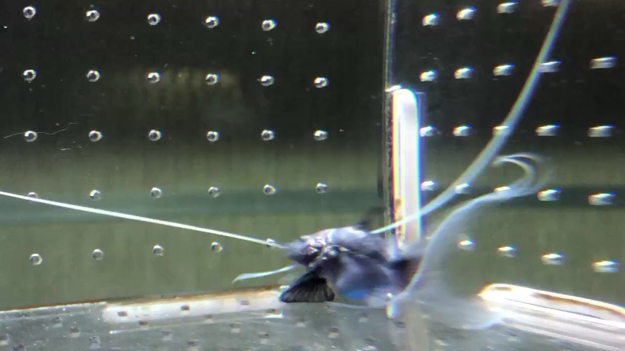 通化水族馆撒旦鸭嘴