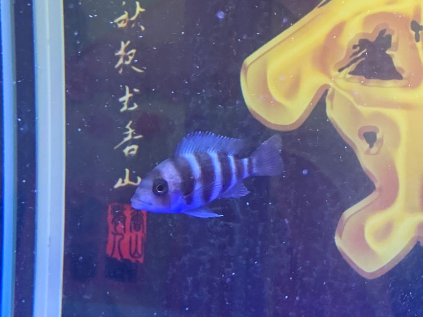 晋中水族馆六间鱼颜色不稳定着急 玫瑰银版鱼 第2张