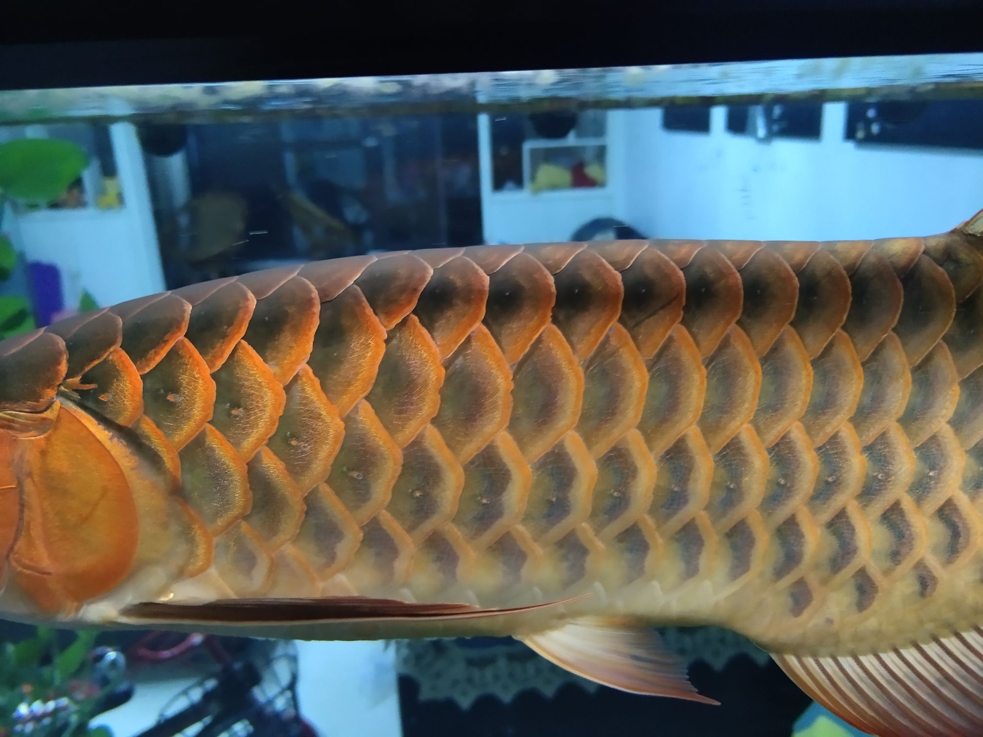 连云港水族馆来大神龙鱼融麟怎么搞