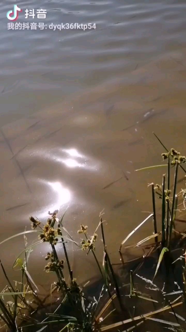 大神指导