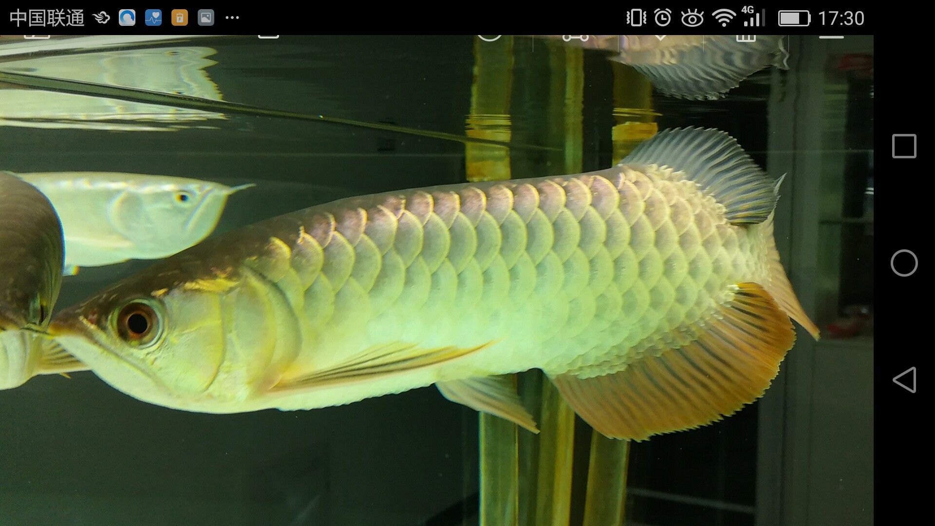 济宁水族馆家有小龙小龙鳞片光滑么