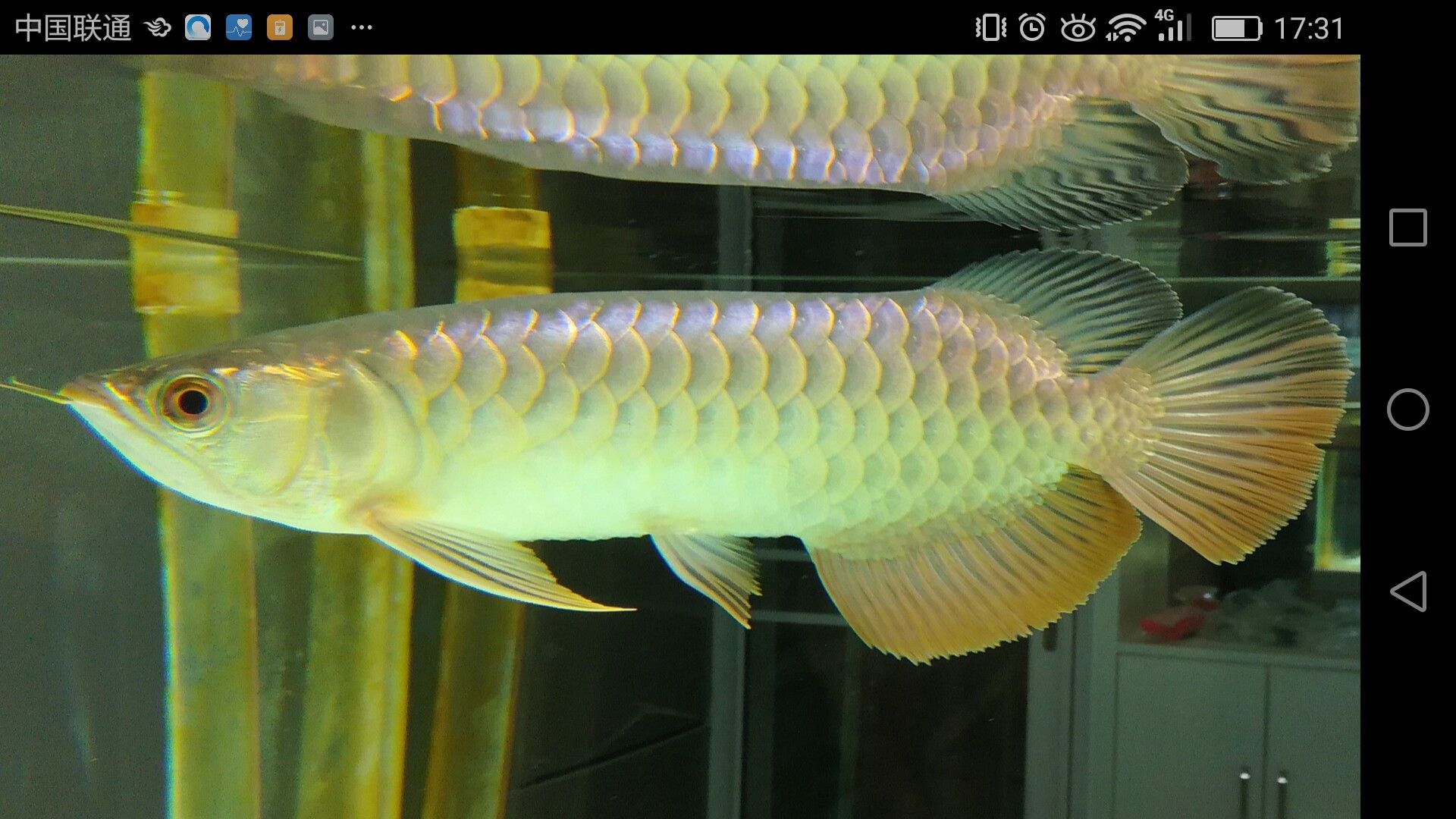 济宁水族馆家有小龙小龙鳞片光滑么 祥龙金禾金龙鱼 第7张