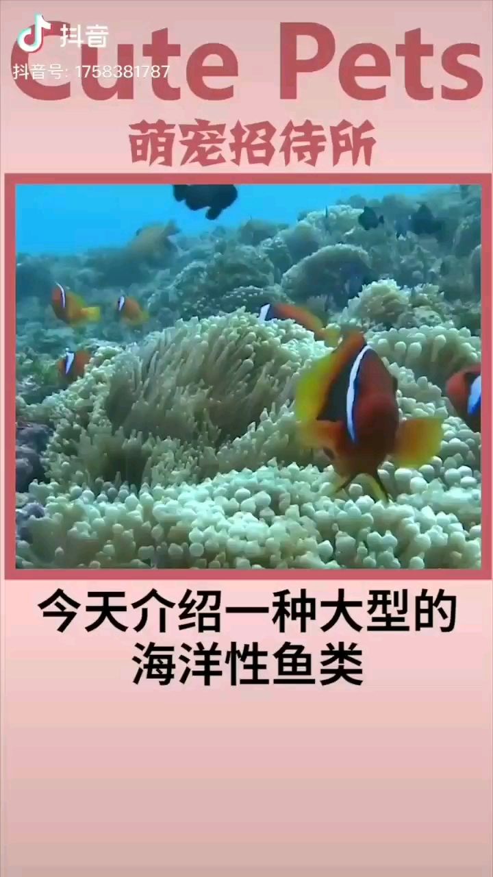 翻车鱼这个样子很呆萌啊