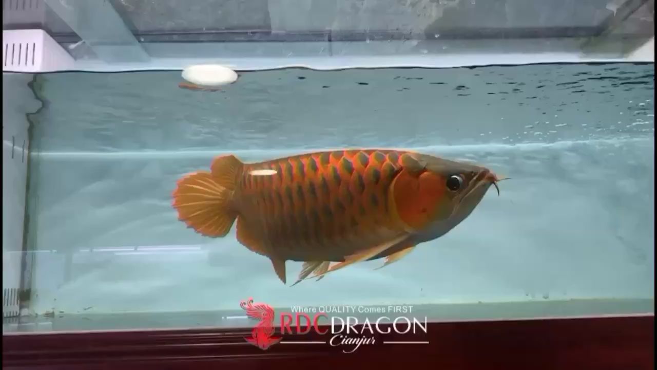 喀什水族馆大家伙