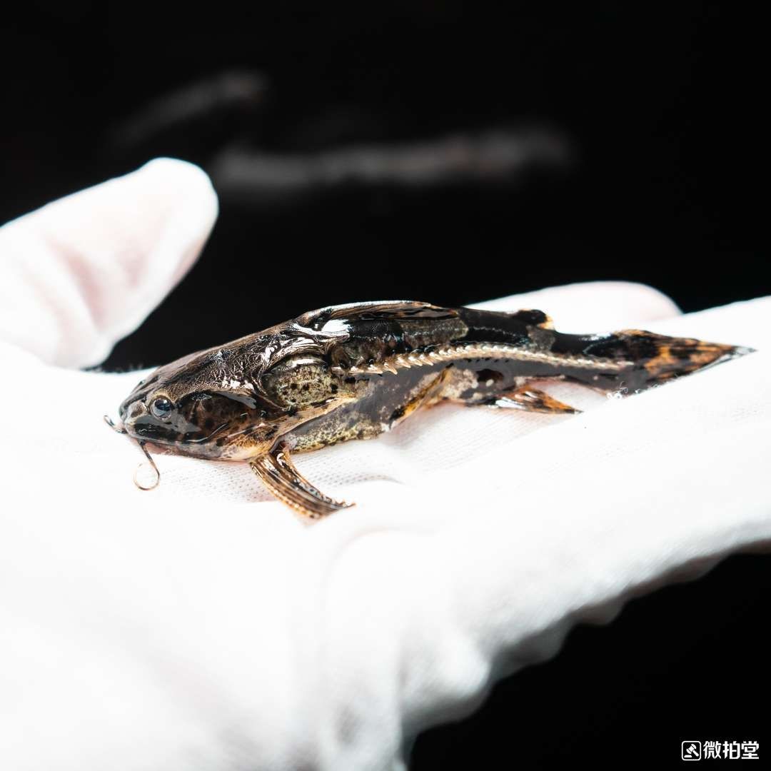 荆州水族馆蟒纹铁甲武士