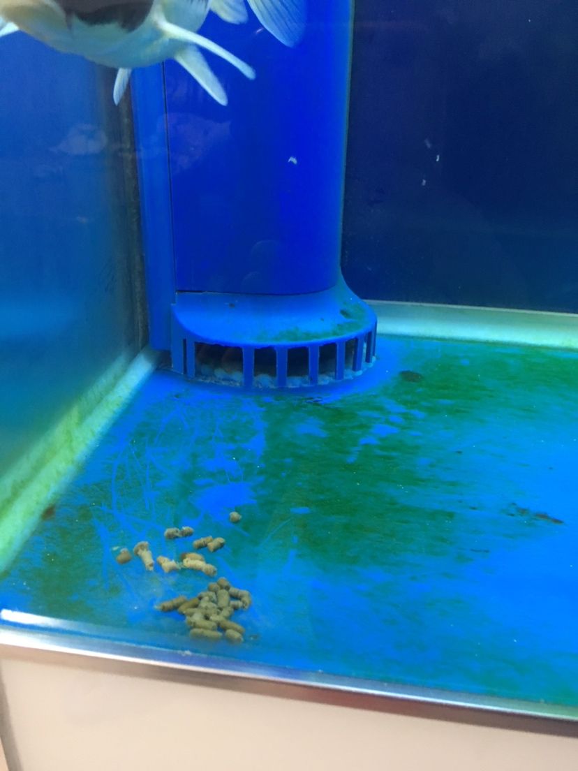 甘孜藏族自治州水族馆底滤排粪管清洗和鱼粪在鱼缸底残留怎么解决？图一鱼粪残留在角落图二水管出水如果方向调的话