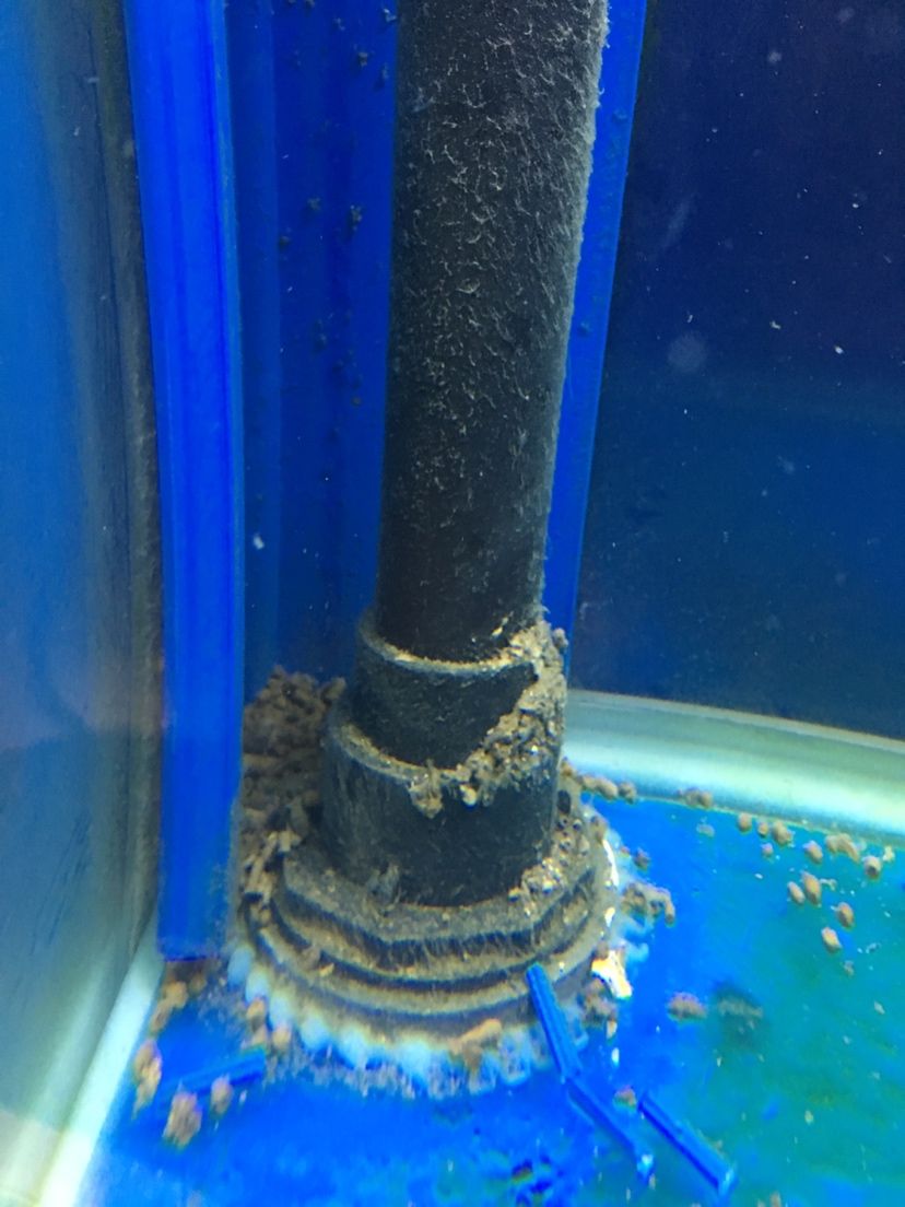 甘孜藏族自治州水族馆底滤排粪管清洗和鱼粪在鱼缸底残留怎么解决？图一鱼粪残留在角落图二水管出水如果方向调的话 龙鱼专用灯 第4张