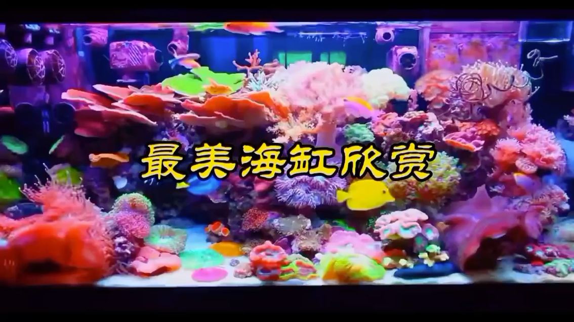 海缸欣赏