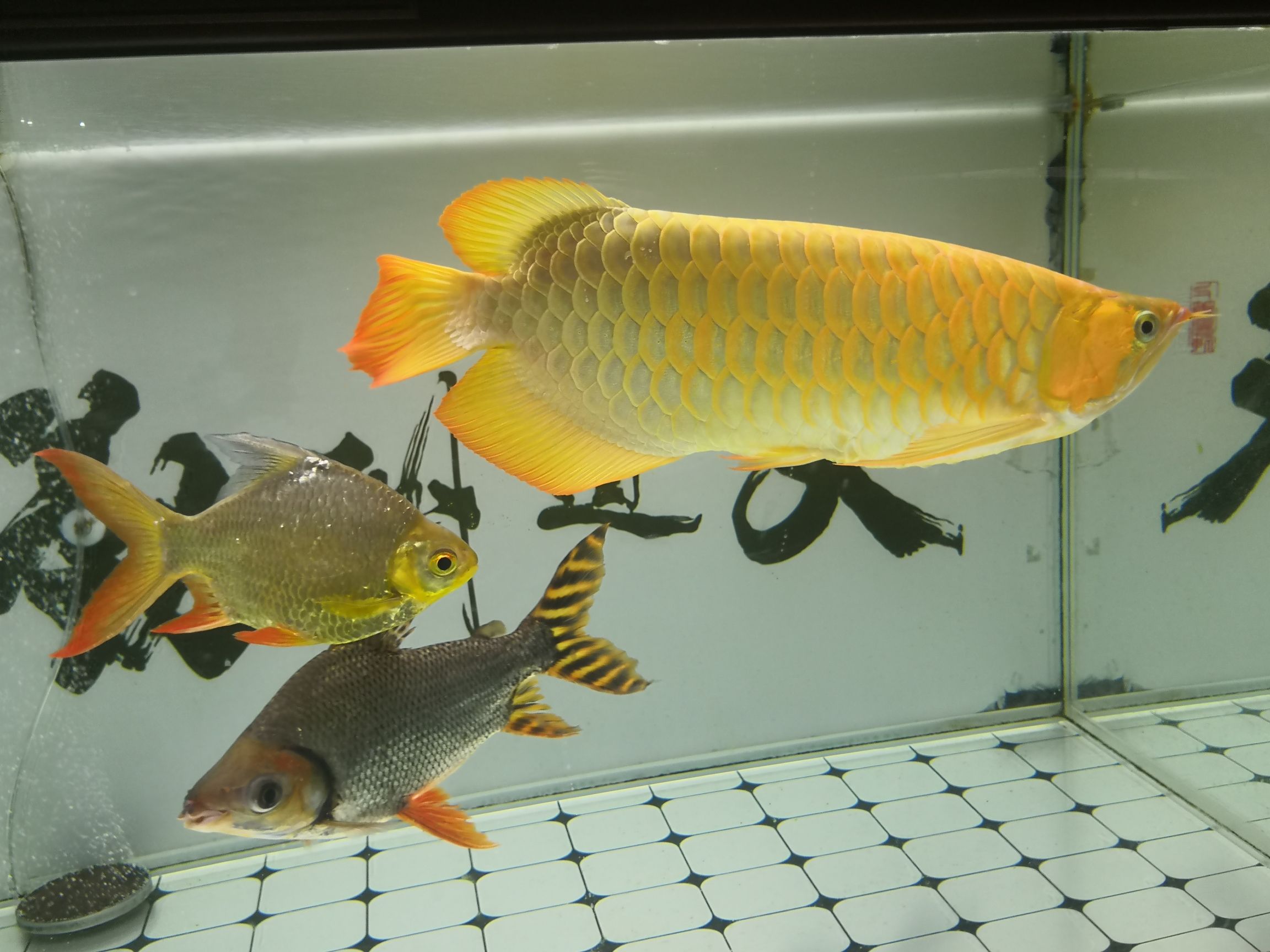 东营水族馆没开灯的样子