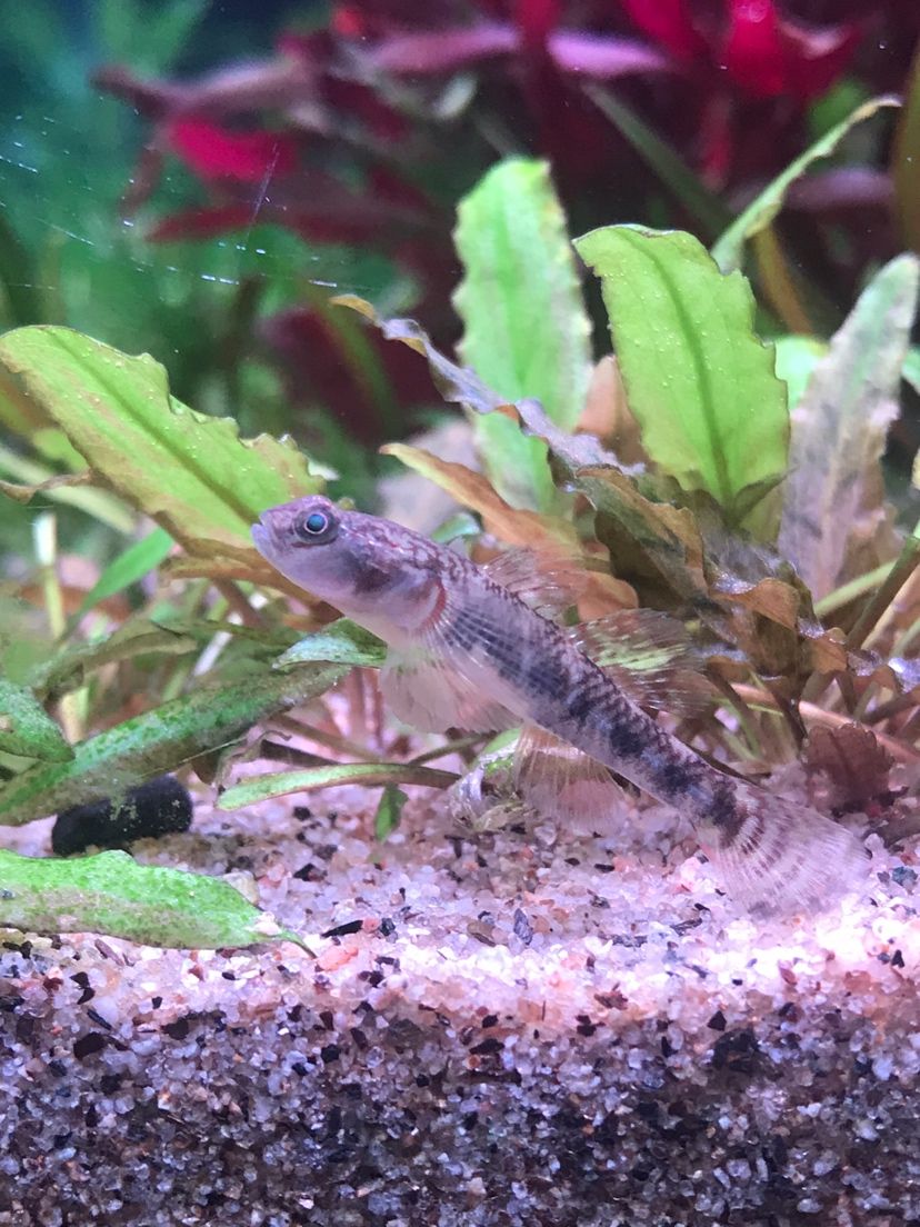 江门水族馆小鱼儿在生态草缸的自然发色 铁甲武士 第5张