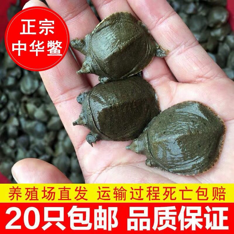 龙鱼有必要喂小甲鱼吗？