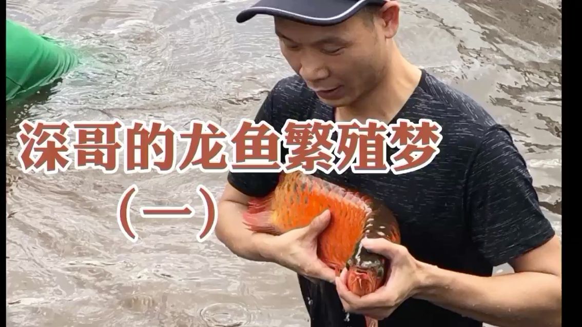 商洛水族馆深哥的龙鱼繁殖梦1