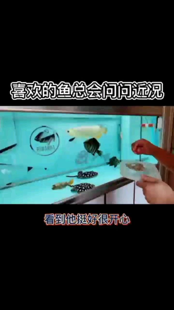 喜欢的鱼总会问问近状