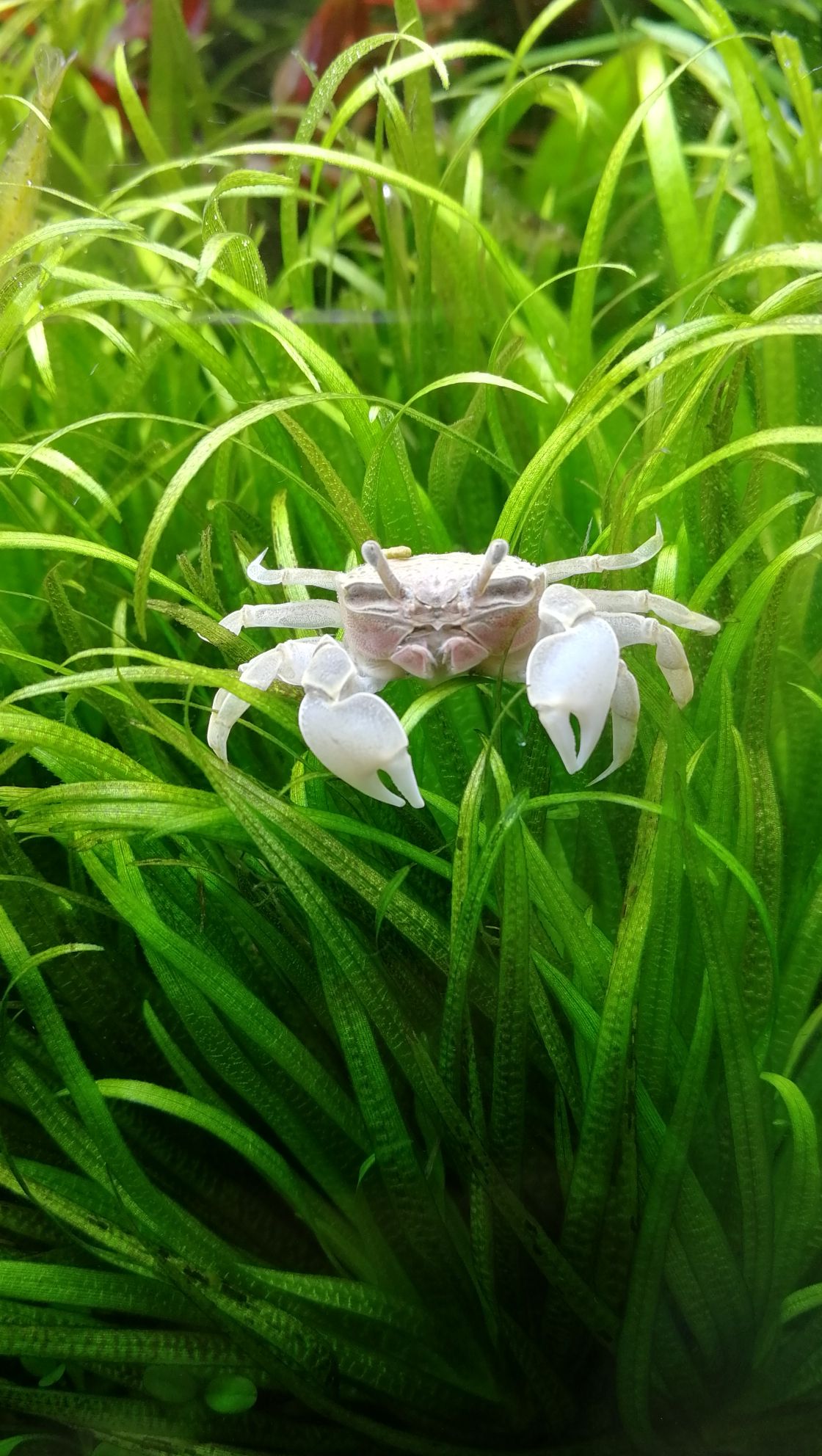 水草缸里面的新成员