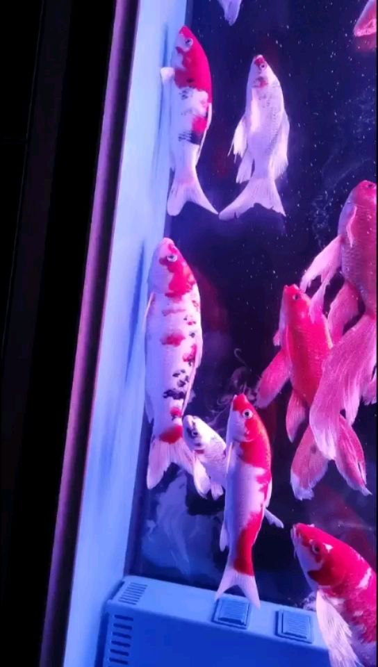 张掖水族批发市场这是什么症状？