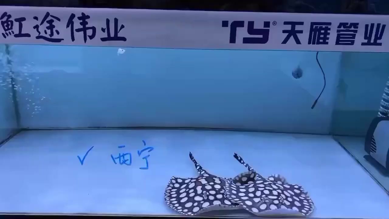 杭州水族馆欣赏