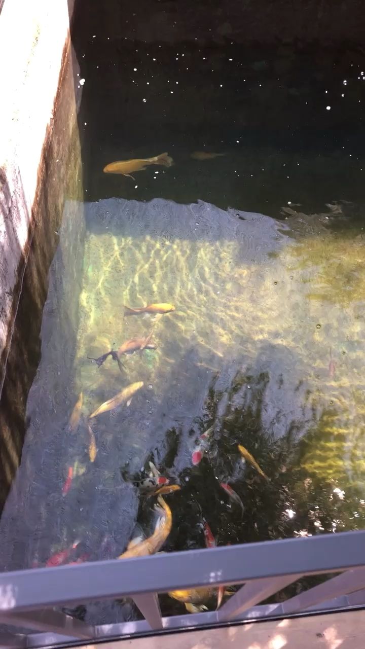 菏泽水族馆每天的日常锦鲤圈