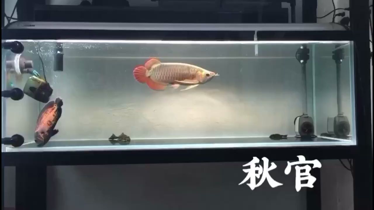 九江水族馆会跳舞的龙