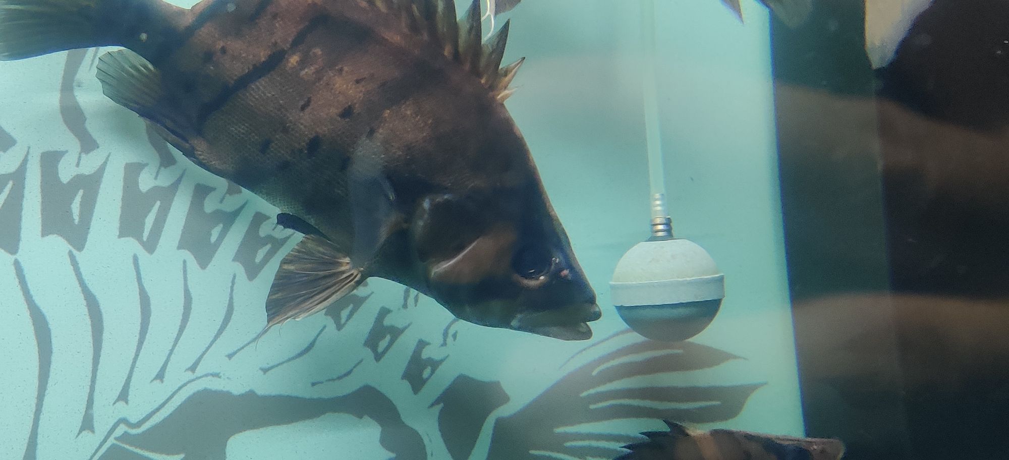 昌都水族馆急请问什么情况眼部肿胀