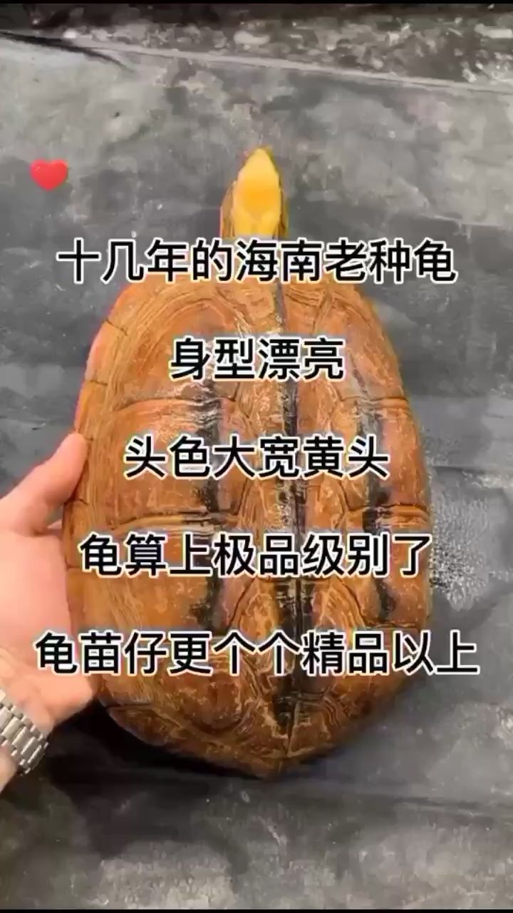 海南老种公