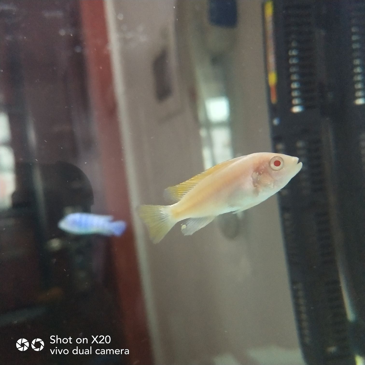 黔东南苗族侗族自治州水族馆试试水 水族维护服务（上门） 第4张