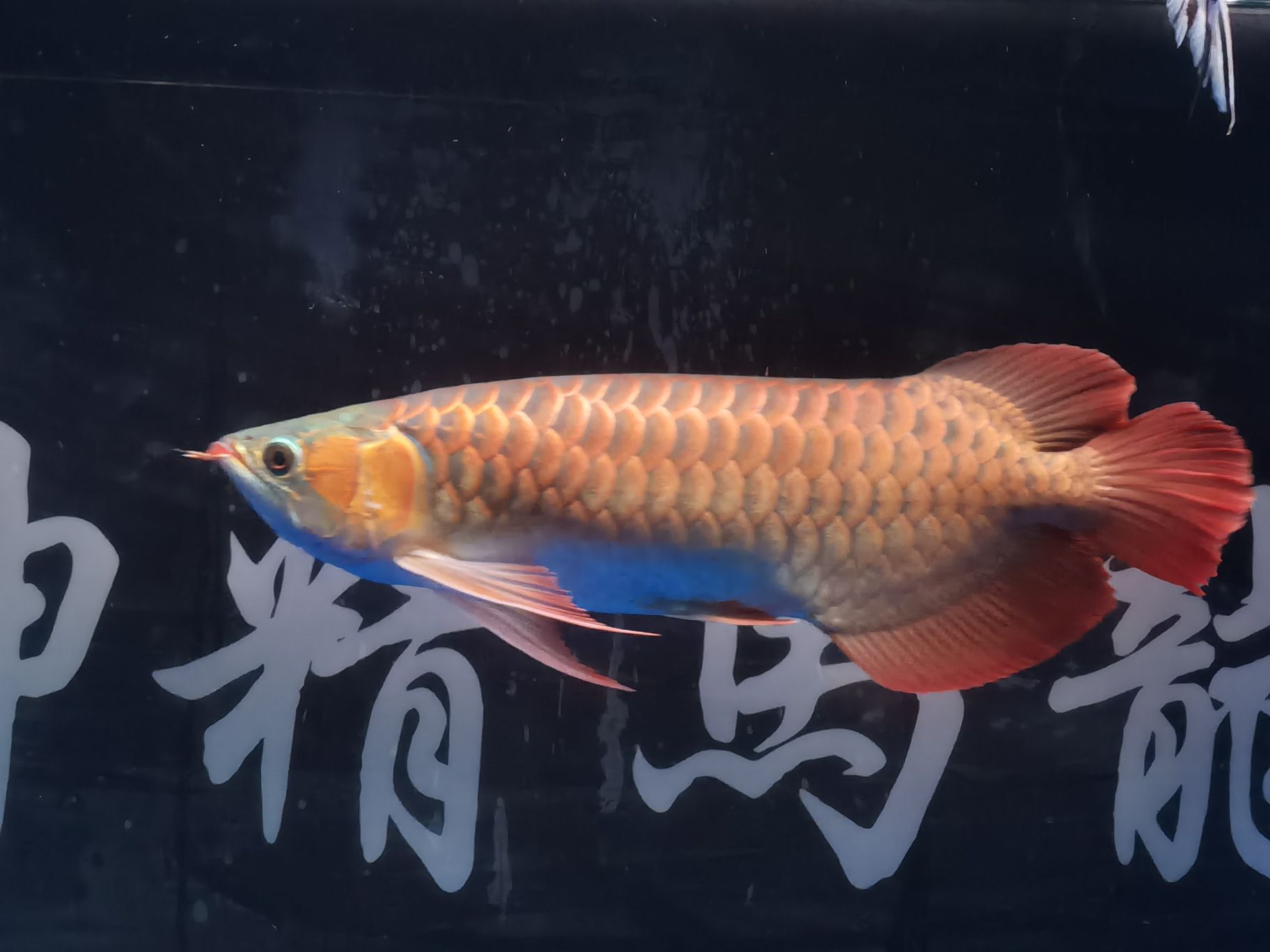 乐山水族馆18年的你已经长大了#记录贴 哥伦比亚巨暴鱼苗 第4张