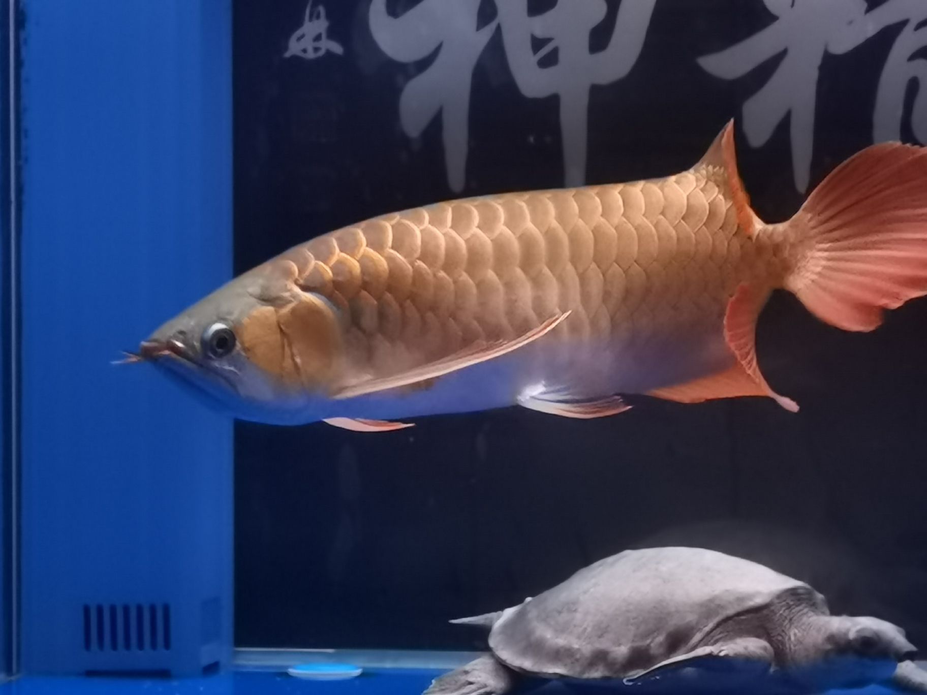 乐山水族馆18年的你已经长大了#记录贴 哥伦比亚巨暴鱼苗 第9张