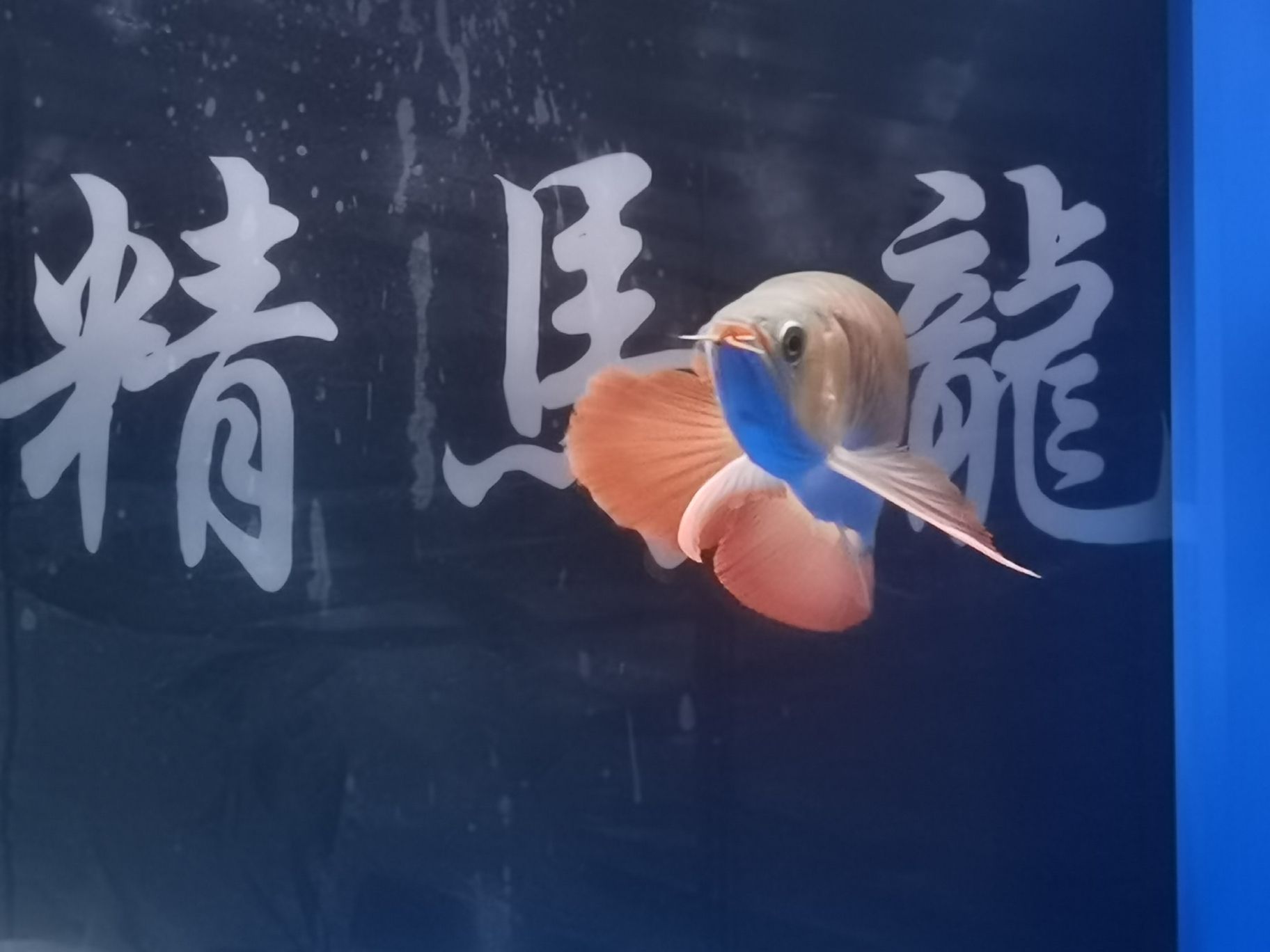 乐山水族馆18年的你已经长大了#记录贴 哥伦比亚巨暴鱼苗 第8张