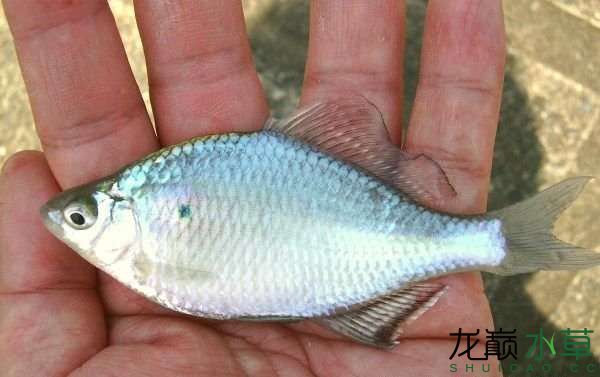 巴音郭楞蒙古自治州水族馆朴实无华的大鳍鱊大鳍刺鳑鲏猪耳鳑鲏 非洲象鼻鱼 第2张