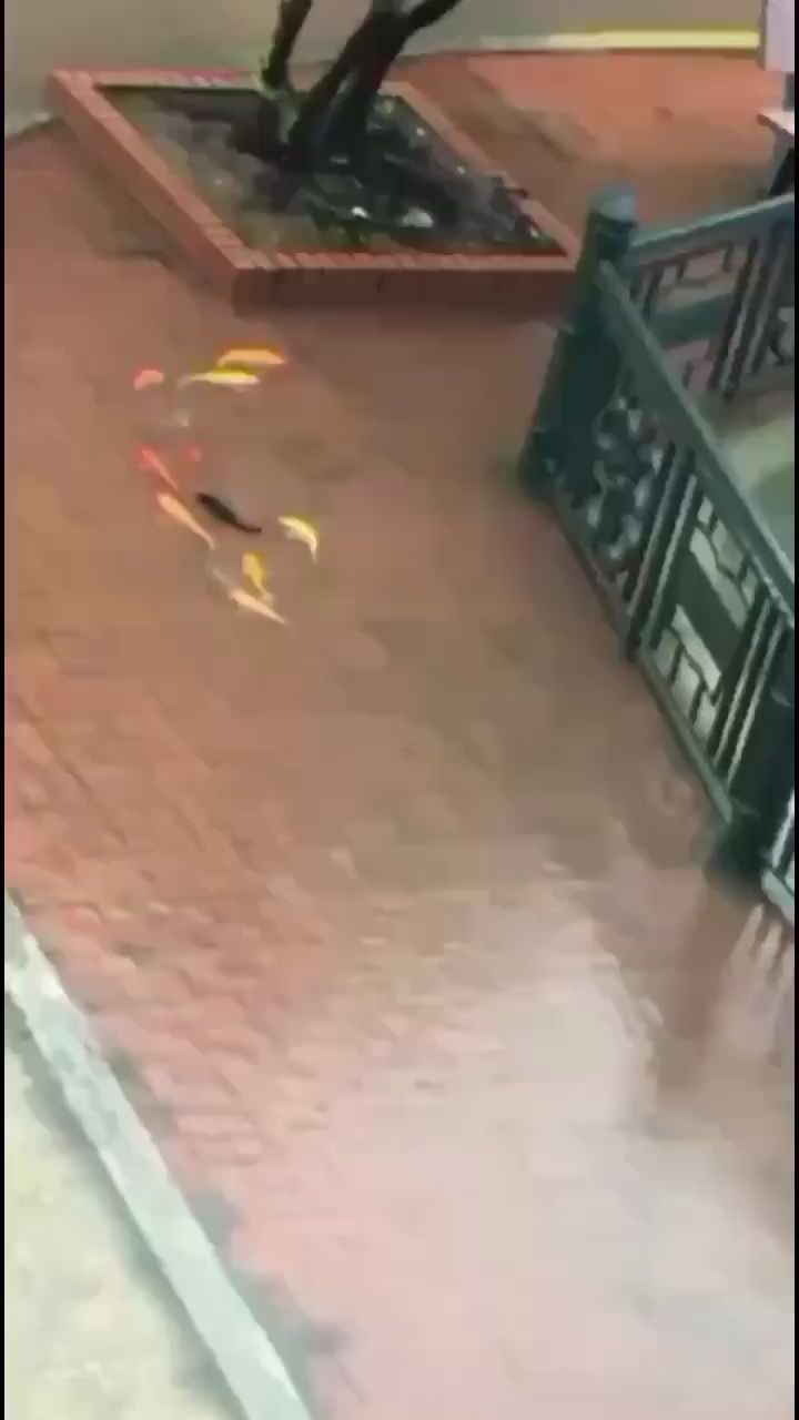 常州水族馆大雨过后