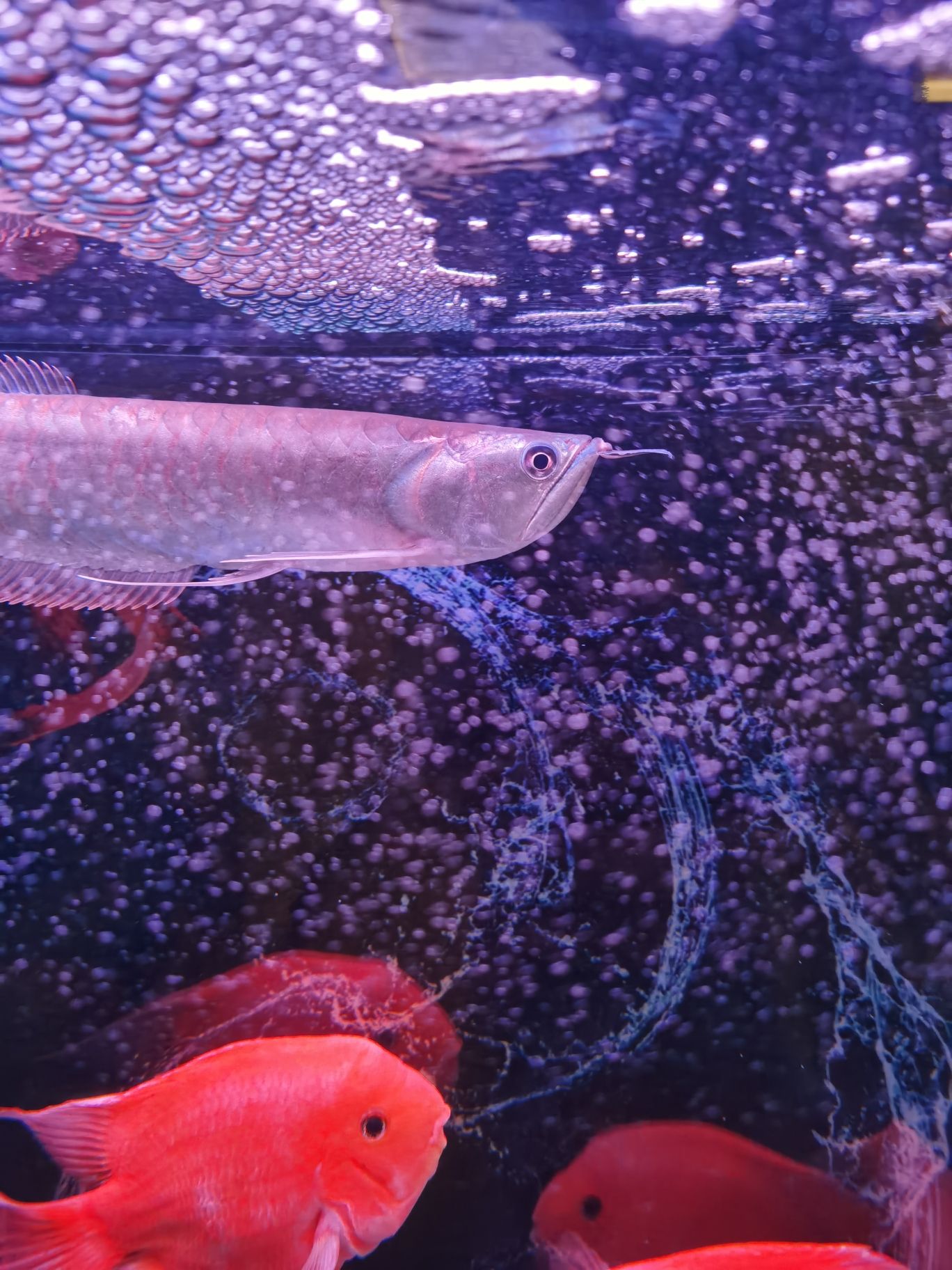 景德镇水族馆银龙鱼须上面露出白肉两瓣了