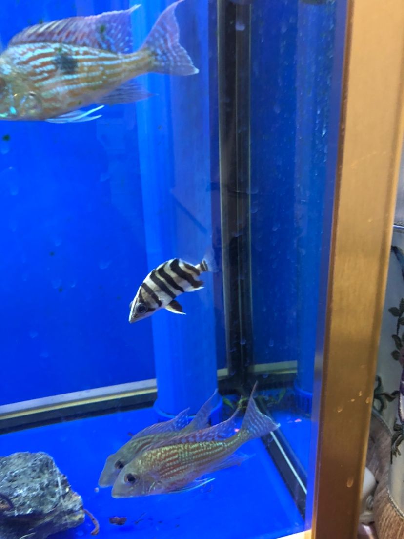 普洱水族馆80块买的感觉还可以