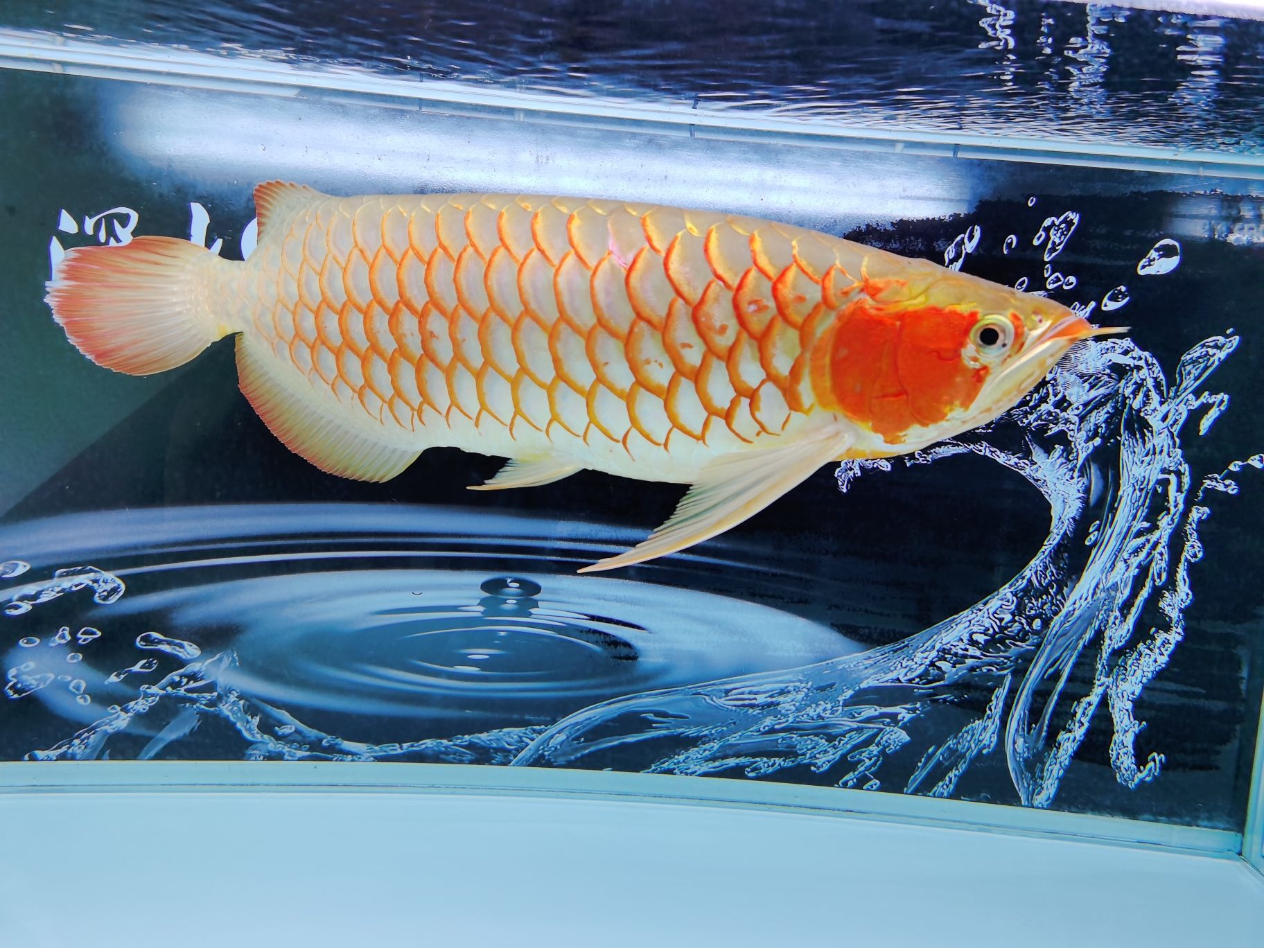 港务区水族馆四年磨出老炮儿