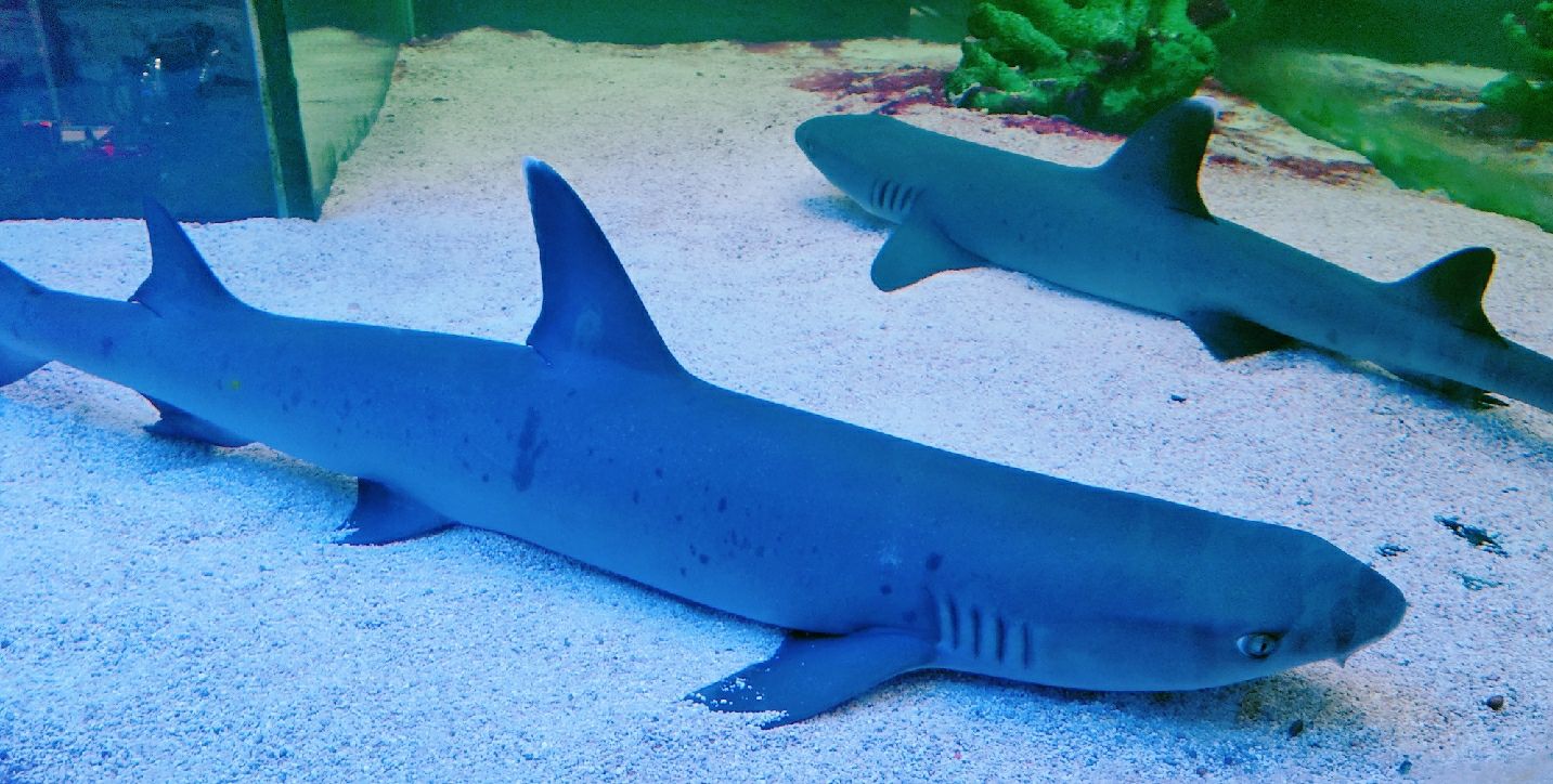 打卡:戒烟养鱼无聊跑一圈水族市场