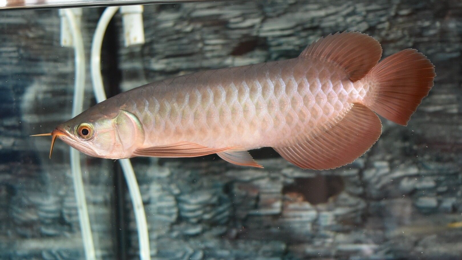 蓝天水族馆各位大神帮忙看看这是啥底色为啥只亮框