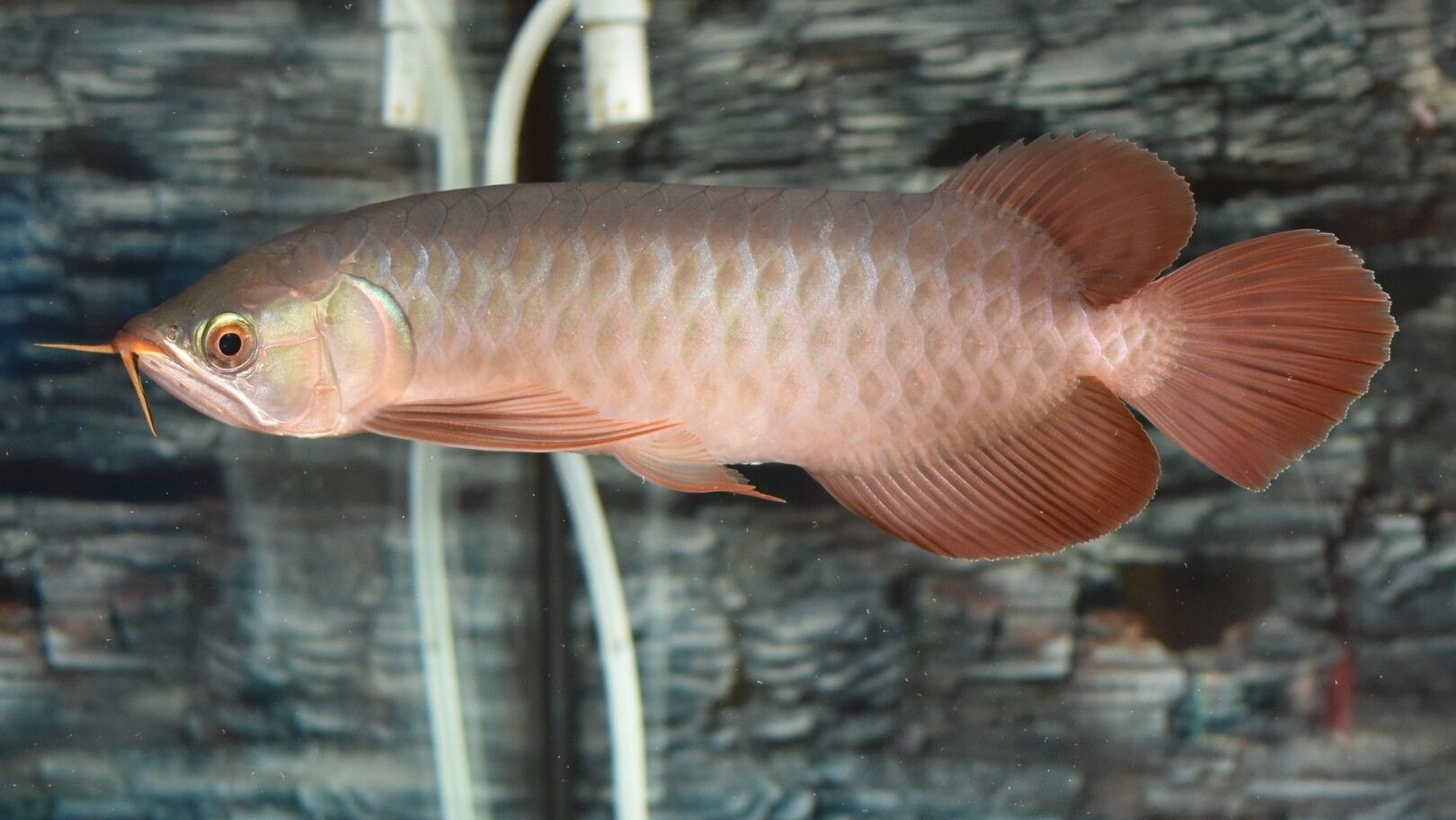 蓝天水族馆各位大神帮忙看看这是啥底色为啥只亮框