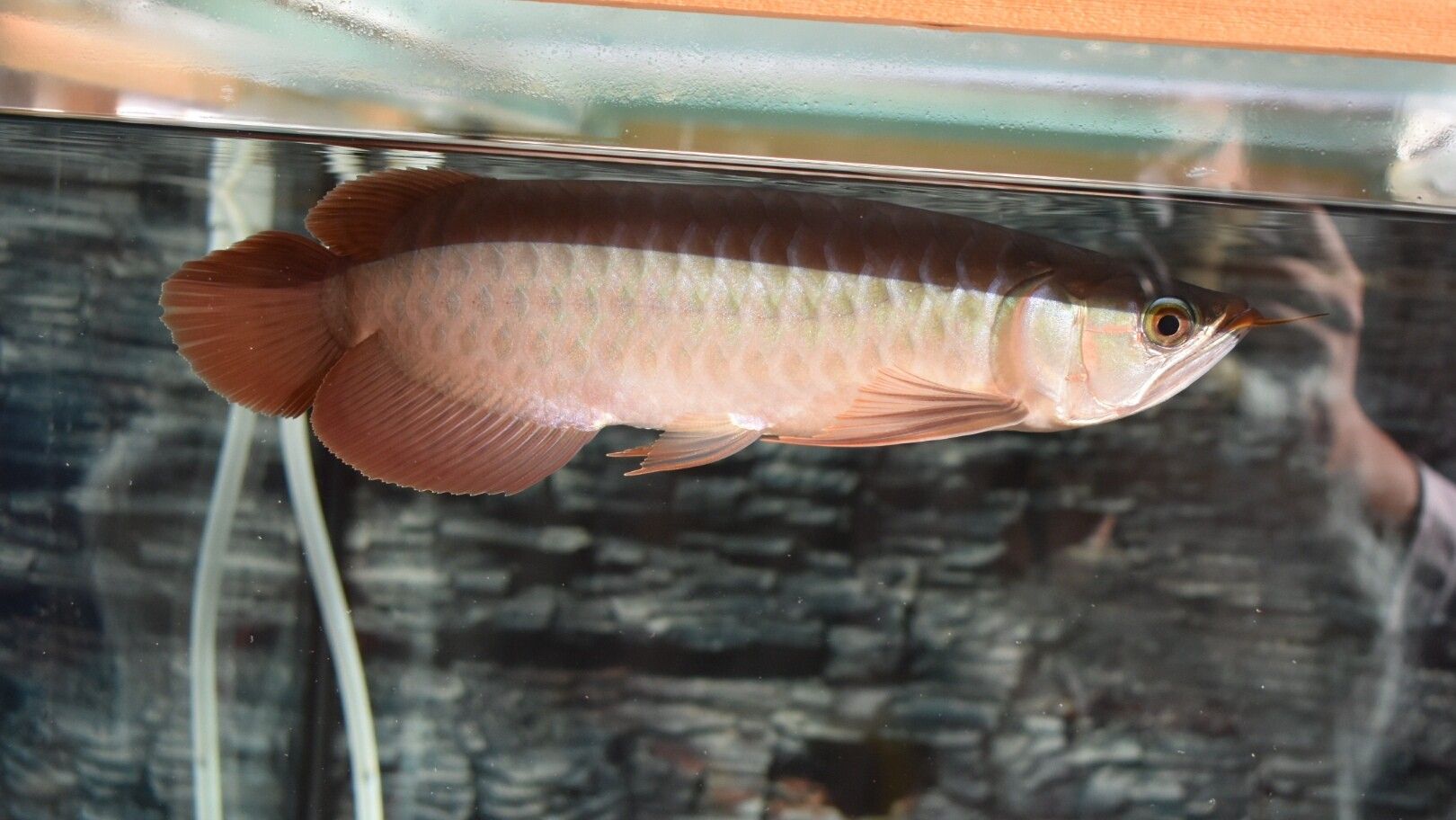 蓝天水族馆各位大神帮忙看看这是啥底色为啥只亮框