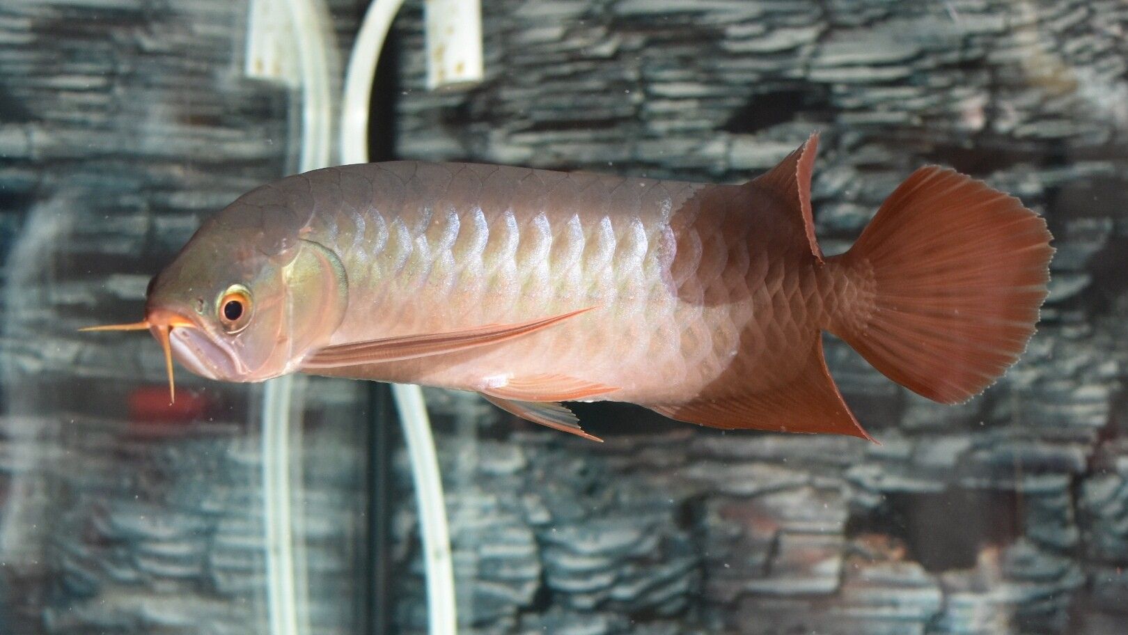 蓝天水族馆各位大神帮忙看看这是啥底色为啥只亮框 热带鱼鱼苗批发 第4张