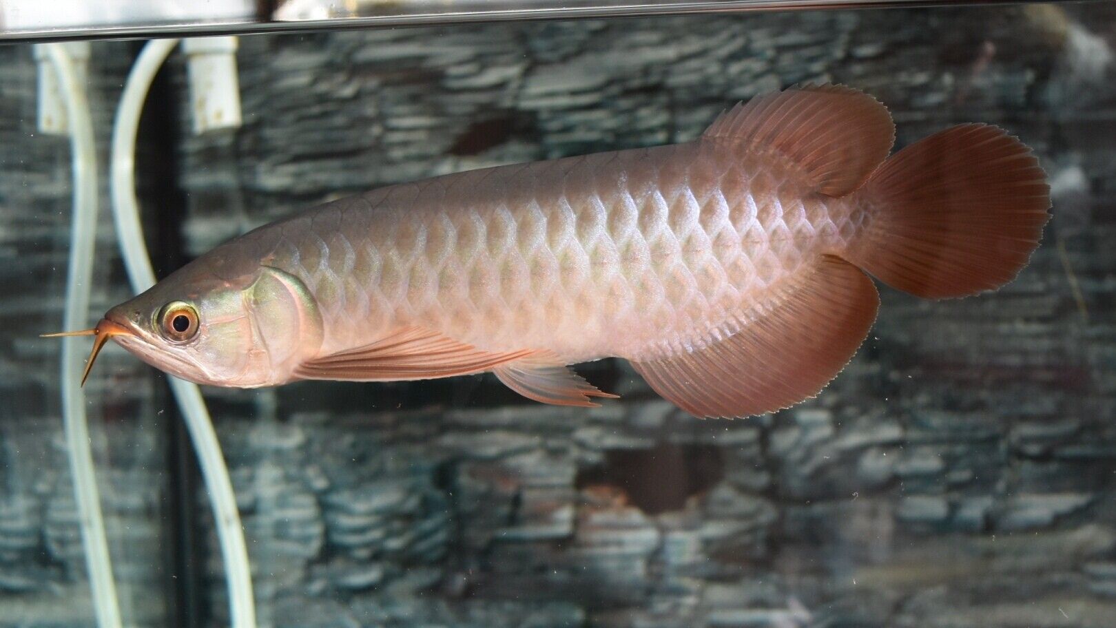 蓝天水族馆各位大神帮忙看看这是啥底色为啥只亮框 热带鱼鱼苗批发 第6张