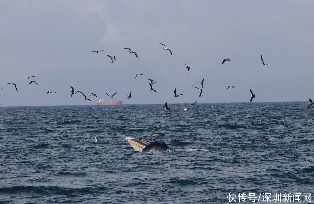 小虎鱼侧躺在鱼缸底腮还在动还能恢复过来么？