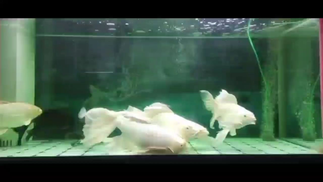 毕节水族馆随缘分享