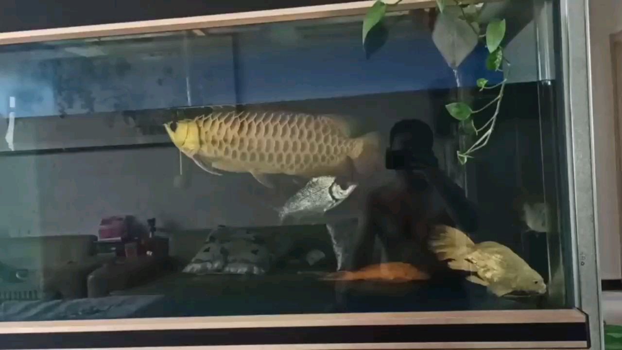 德阳水族馆换水