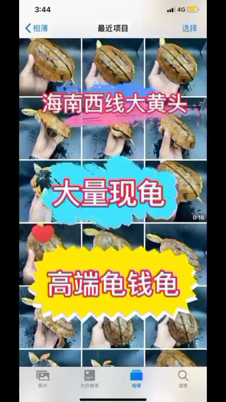 金钱龟海南大苗